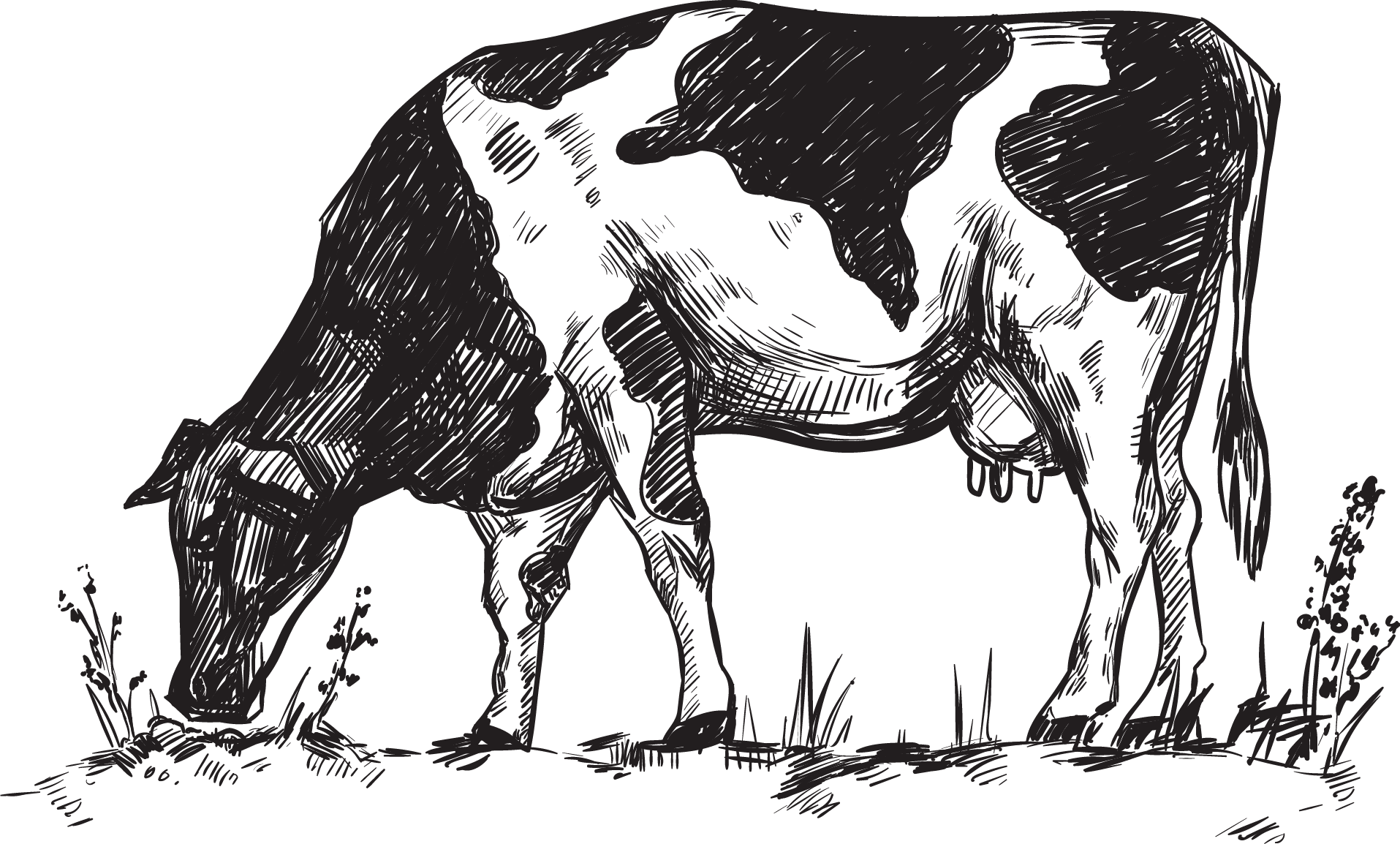 Gezerek Beslenen İnekler